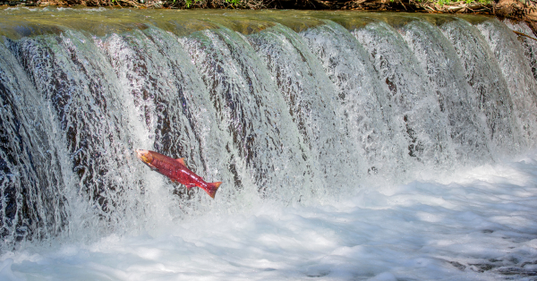 a salmon swimming upstream