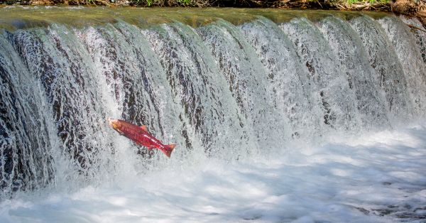 a salmon swimming upstream 