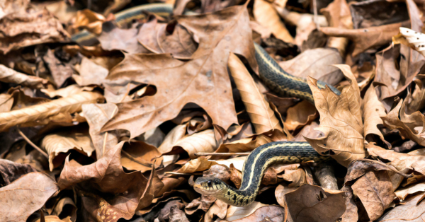 snake in brown leaves