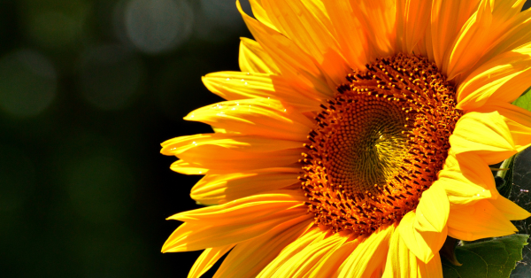 sunflower